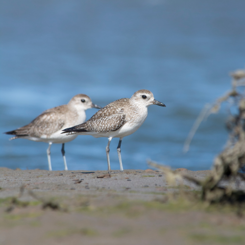 Chorlo ártico - Cristian Pinto