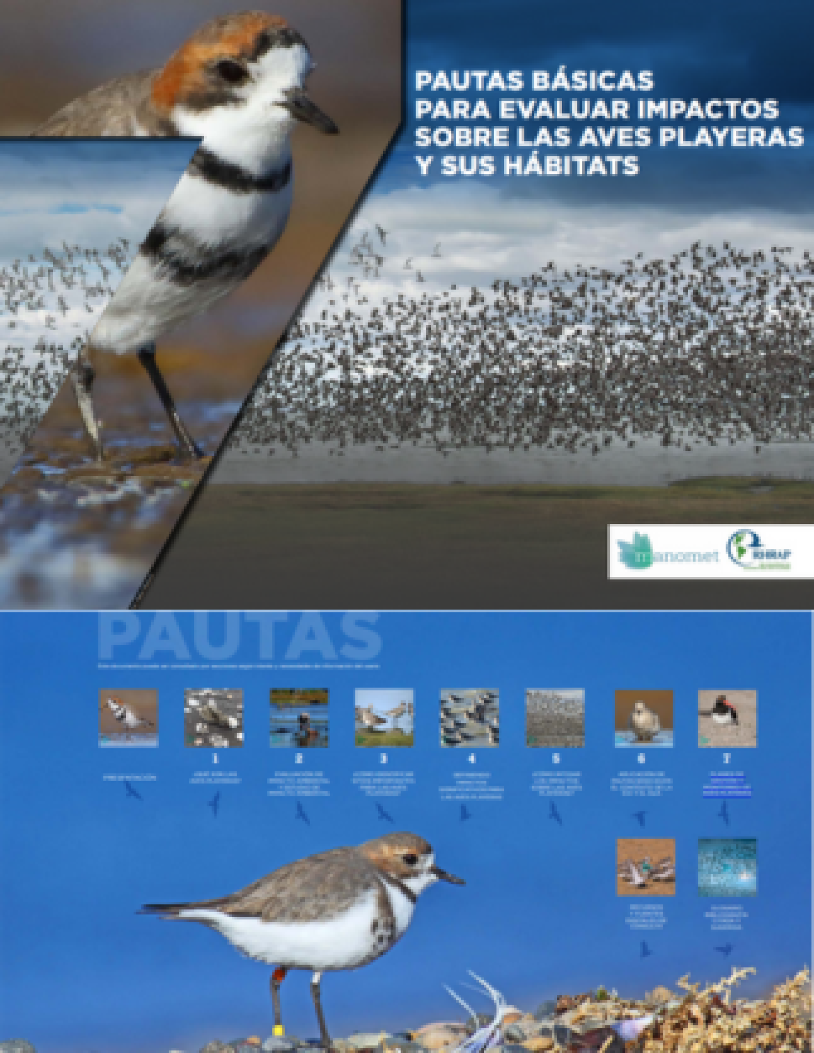 Pautas