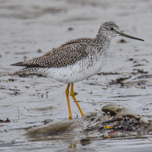Pitotoy grande - Tamara Catalán