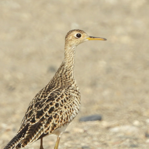 Portada de noticias web (1)