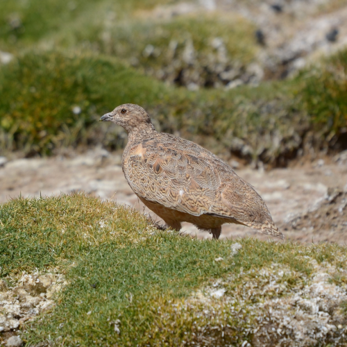 perdicita cordillerana - Vicente Pantoja Maggi